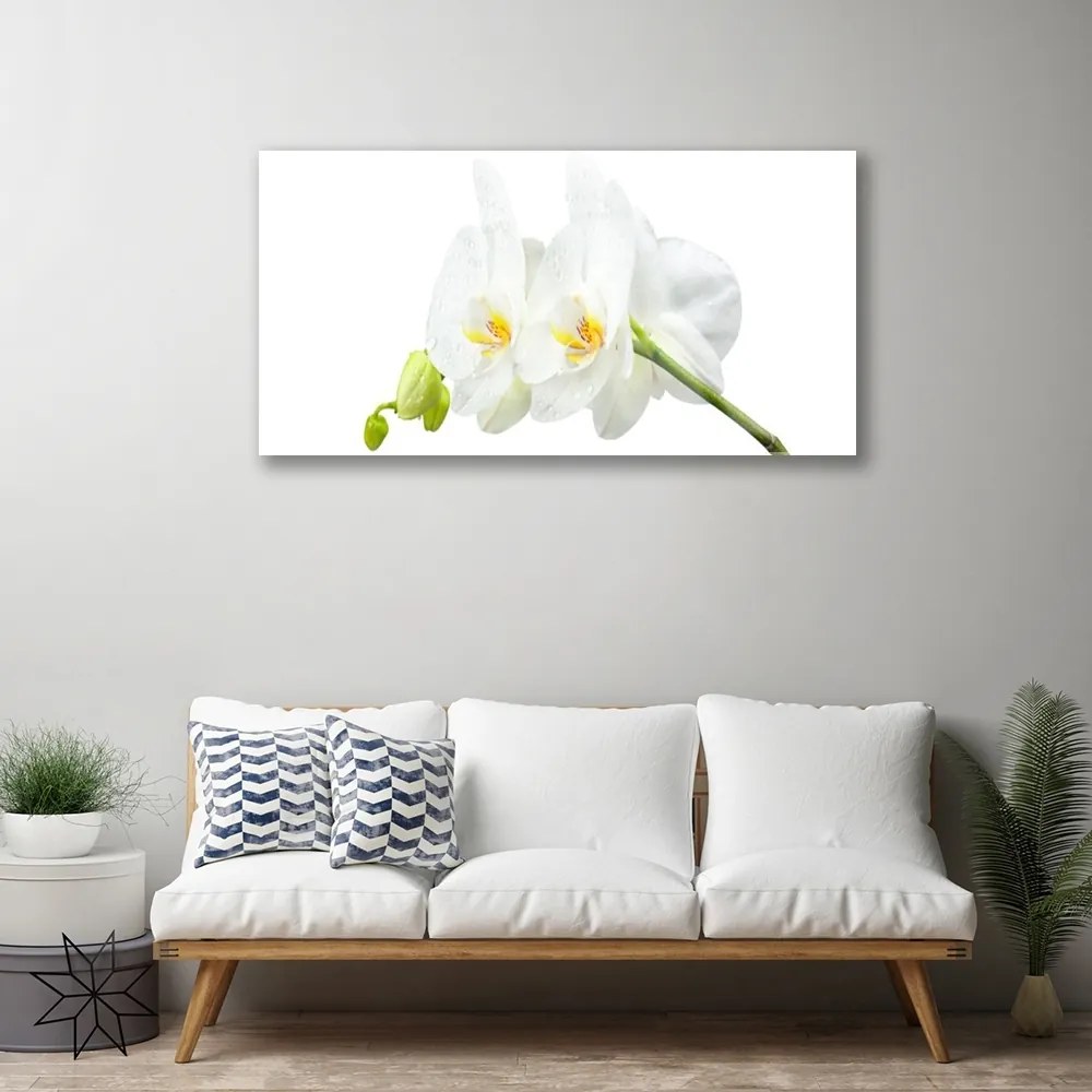 Skleneny obraz Plátky kvet bíla orchidea 140x70 cm