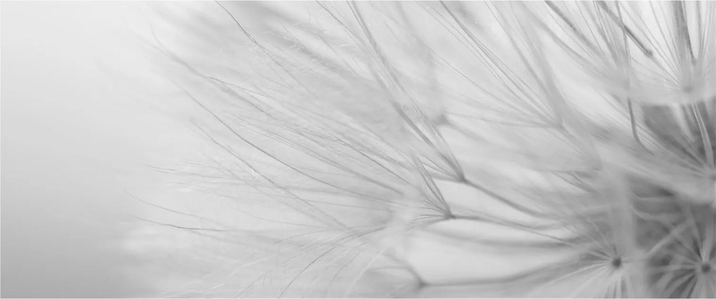 Obraz - Púpava (120x50 cm)