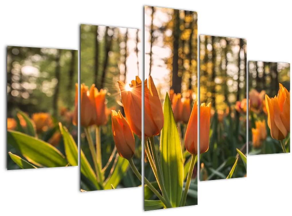 Obraz - kvety tulipánov (150x105 cm)