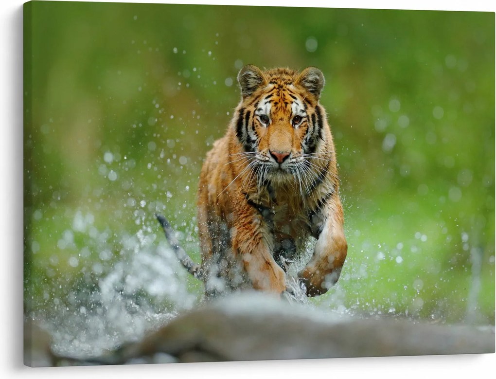Obraz - Bežiaci tiger (70x50 cm)
