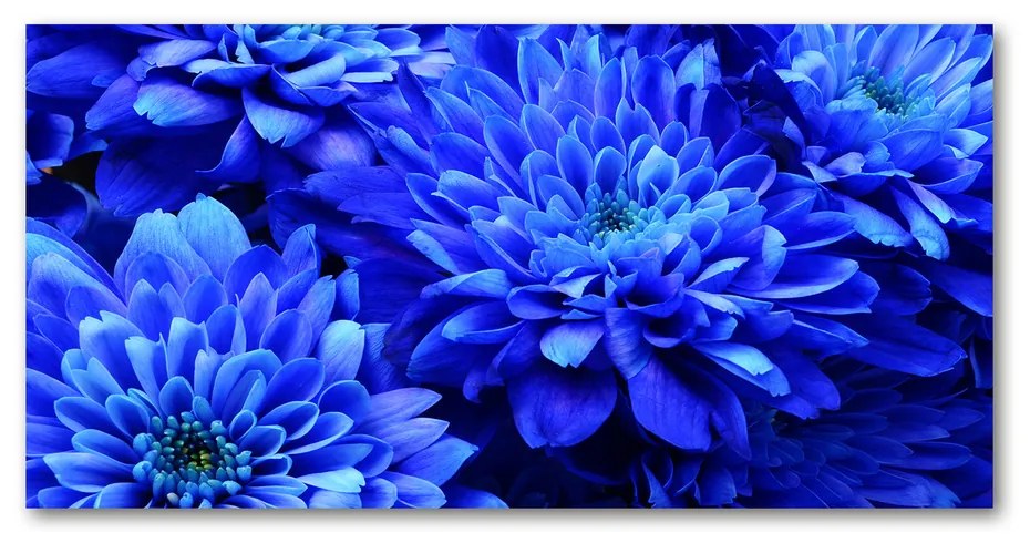 Foto obraz akrylový Modrá astra pl-oa-140x70-f-64208626