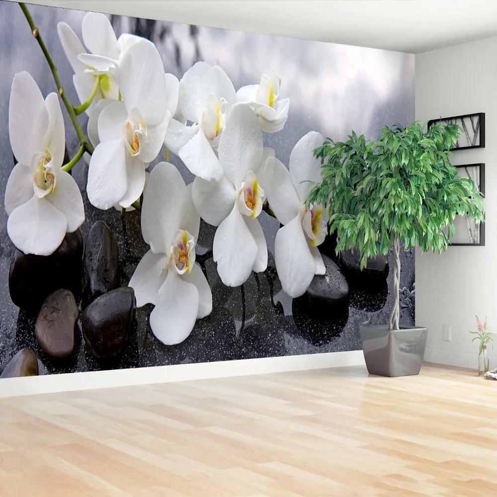 Fototapeta Vliesová Orchidea kamene 250x104 cm