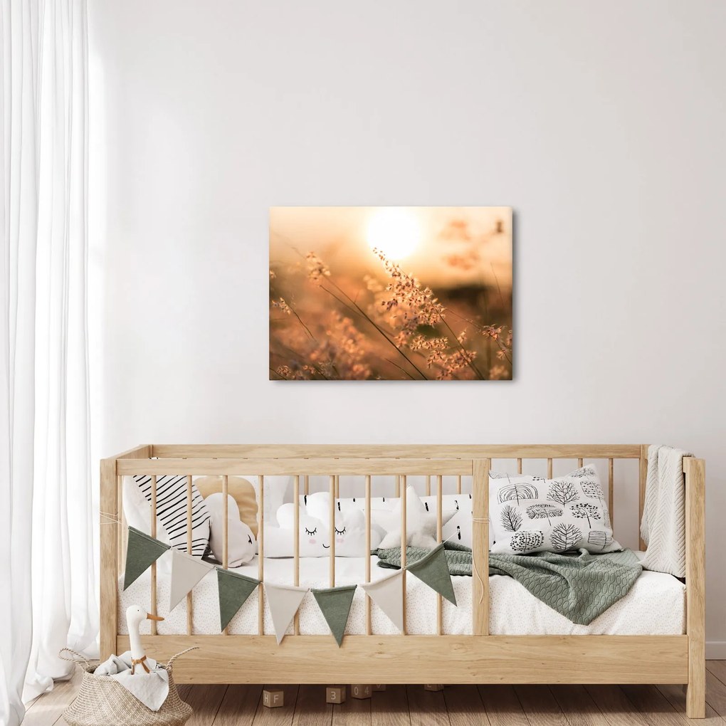 Obraz - Tráva na slnku (70x50 cm)