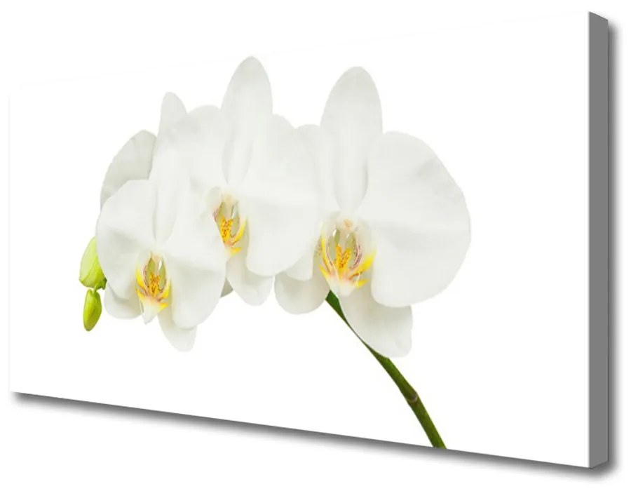 Obraz Canvas Orchidea výhonky kvety príroda 140x70 cm