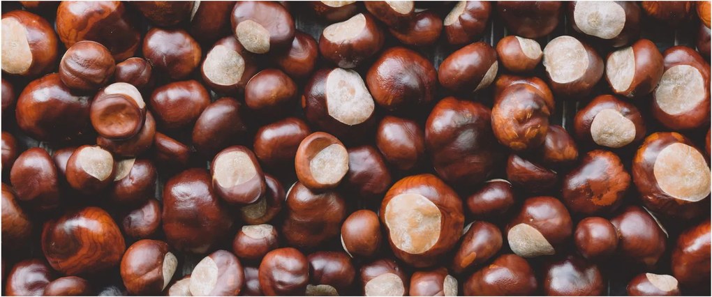 Obraz - Zrelé gaštany (120x50 cm)