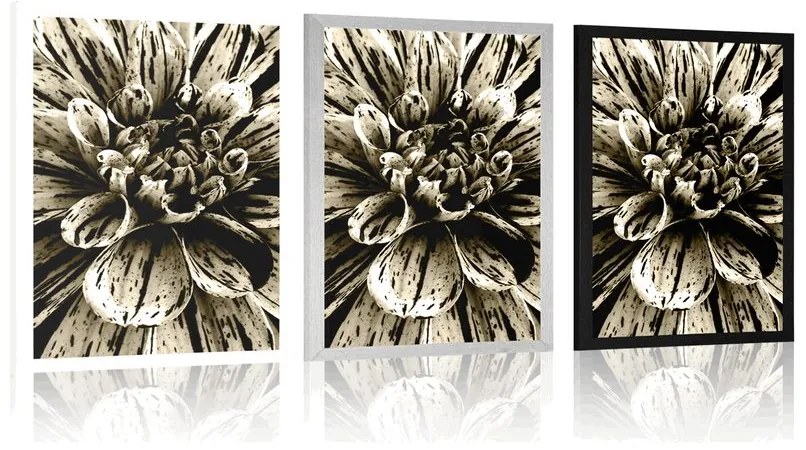 Plagát exotická dália v sépiovom prevedení - 20x30 white