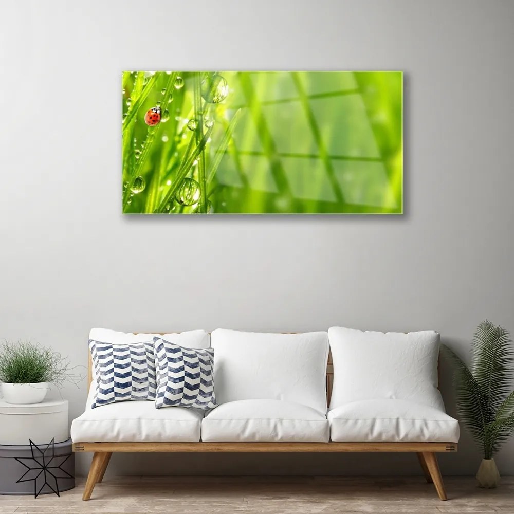 Obraz plexi Tráva lienka príroda 100x50 cm