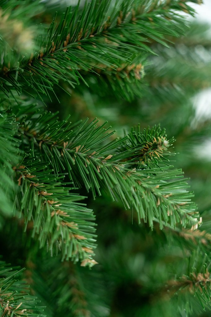 Limpol Jedľa Renata 2,20 m