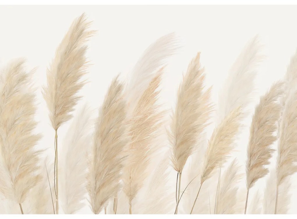 Fototapeta XXL Pampas 360 x 254 cm, 4 diely