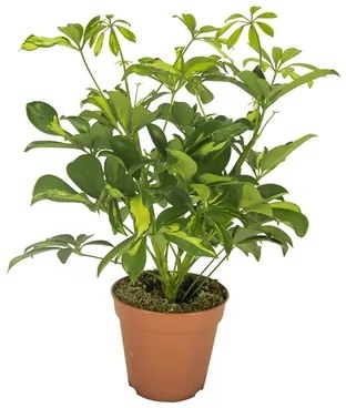 Schefflera arboricola Gerda 21x50 cm