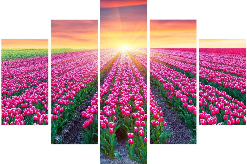 Obraz poľa tulipánov so slnkom (150x105 cm)