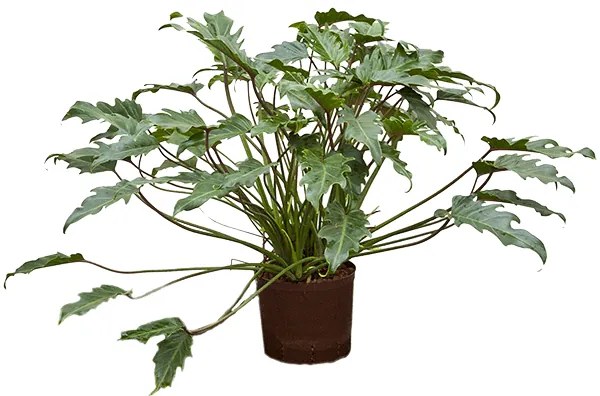 Philodendron xanadu 22/19 v. 75 cm