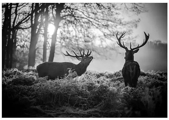 Fototapeta - Deers in the Morning Veľkosť: 147x105, Verzia: Samolepiaca