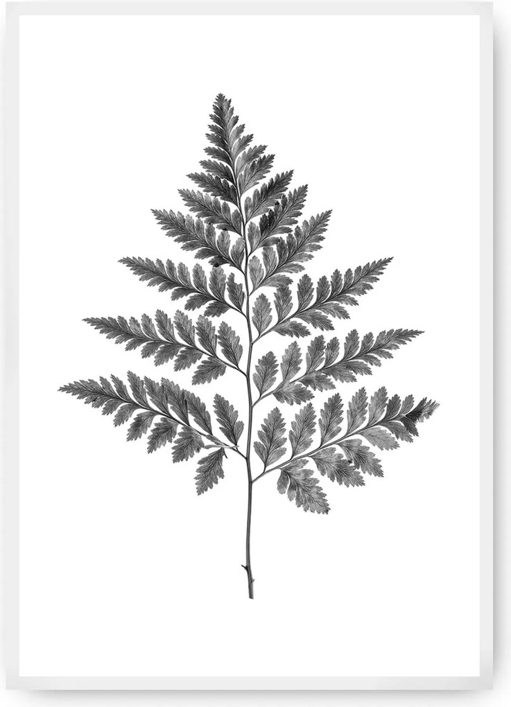 Plagát Fern Grey