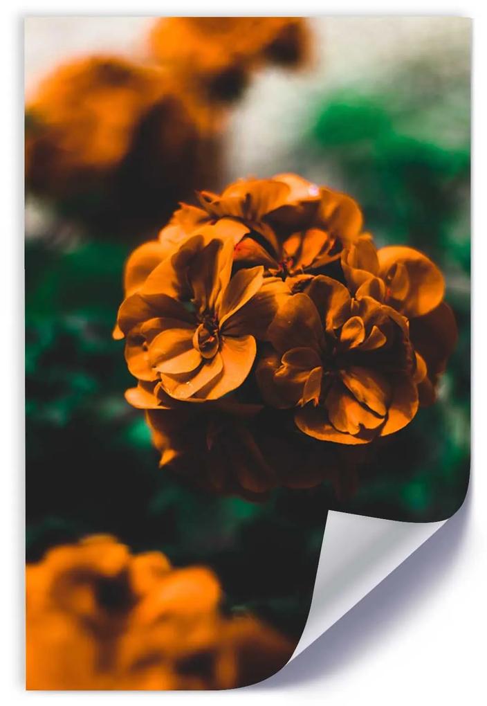 Gario Plagát Oranžové letné kvety Farba rámu: Bez rámu, Rozmery: 20 x 30 cm