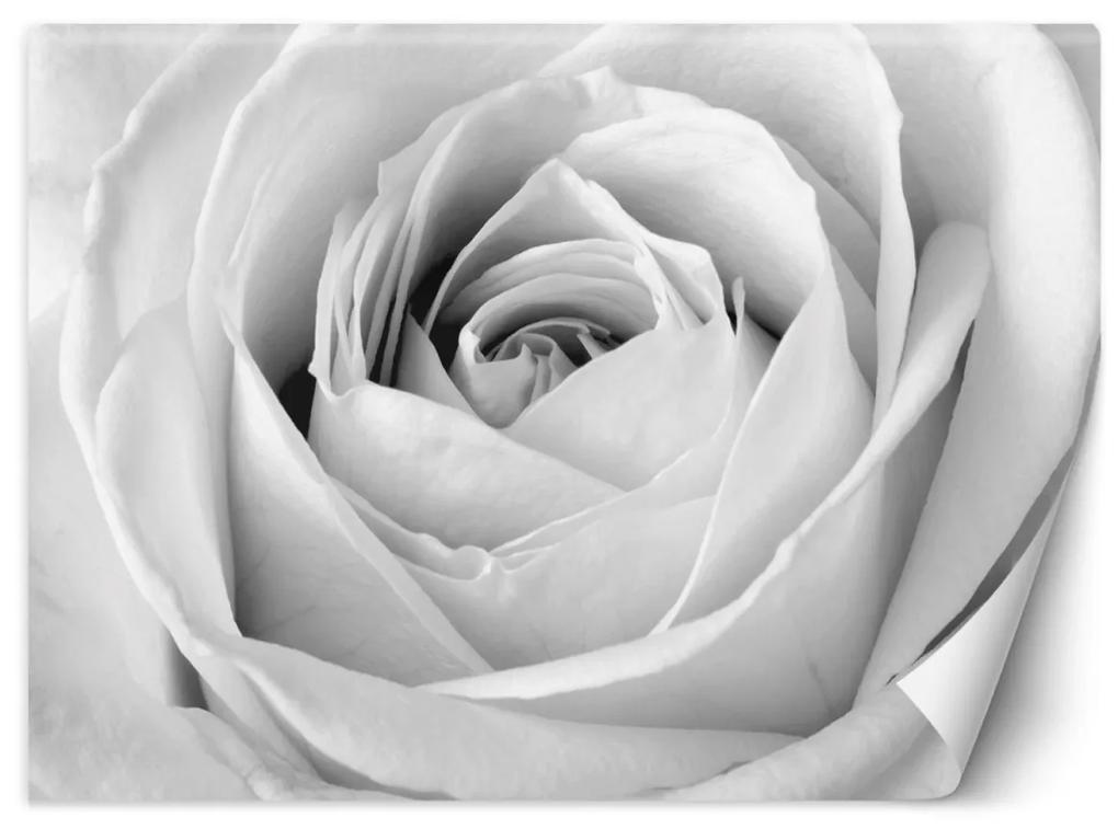 Fototapeta, Květy bílé růže Makro - 300x210 cm