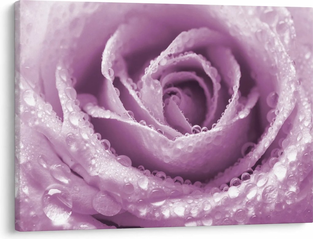 Obraz detailu kvetu ruže (70x50 cm)