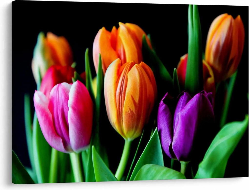 Obraz tulipánov na čiernom pozadí (70x50 cm)