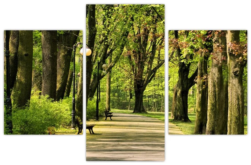 Cesta v parku - obraz