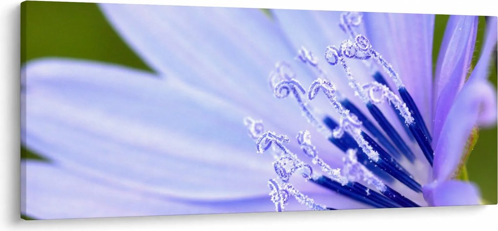 Obraz - kvet (120x50 cm)