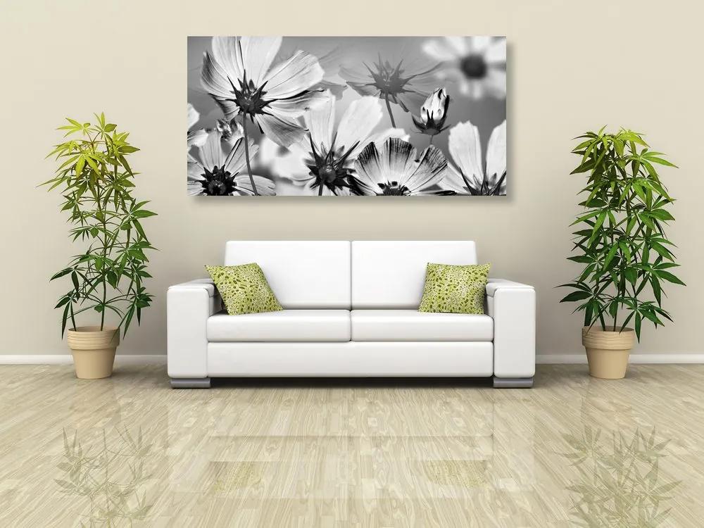 Obraz záhradné kvety v čiernobielom prevedení Varianta: 100x50