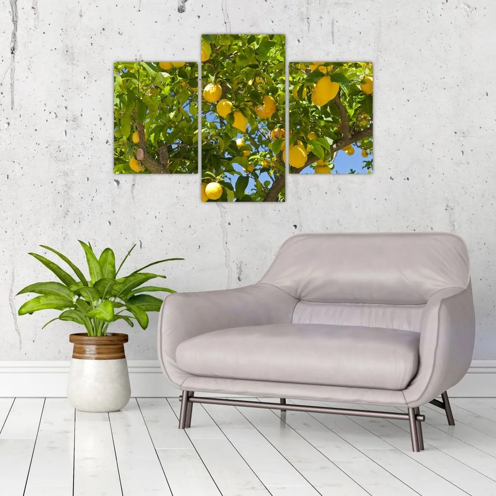 Obraz - Citrónovník (90x60 cm)