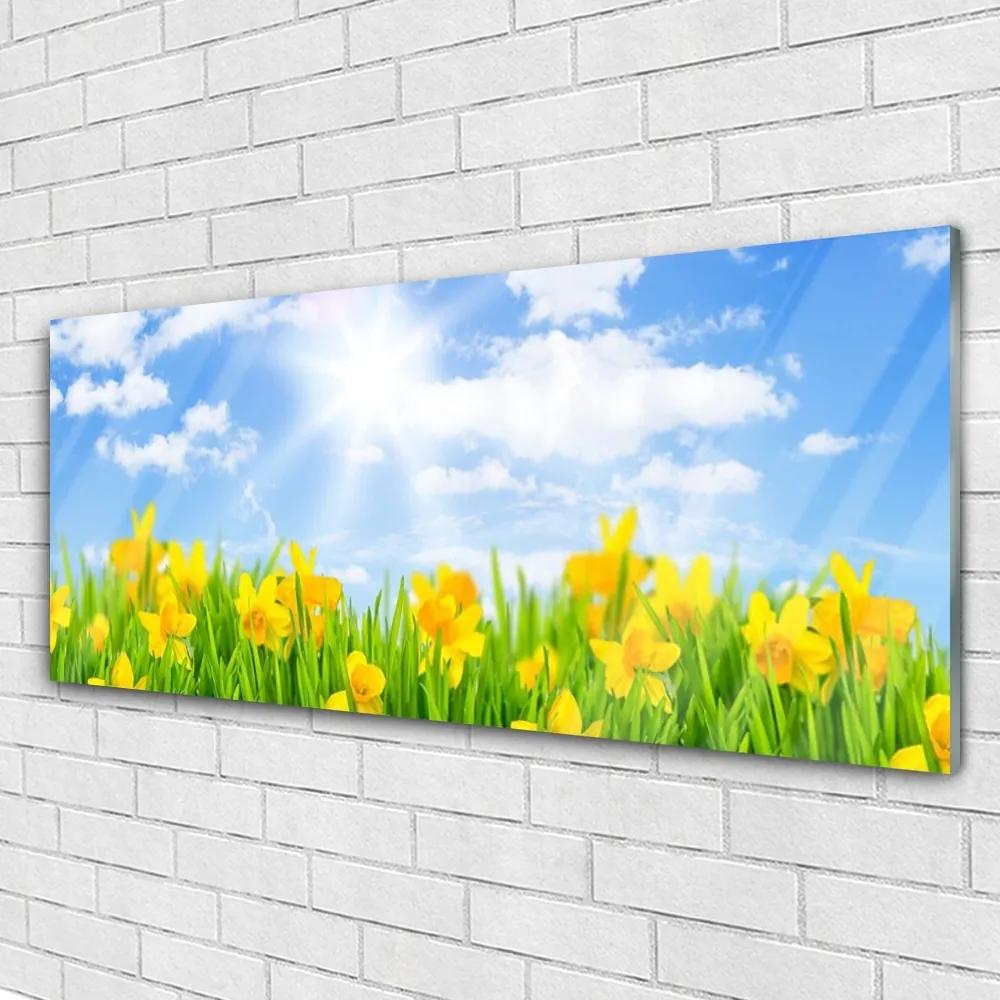 Obraz plexi Narcisy lúka tráva príroda 125x50 cm