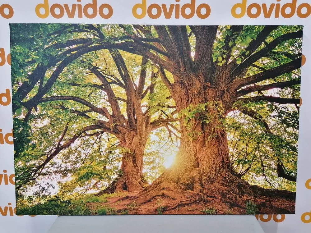 Obraz majestátne stromy