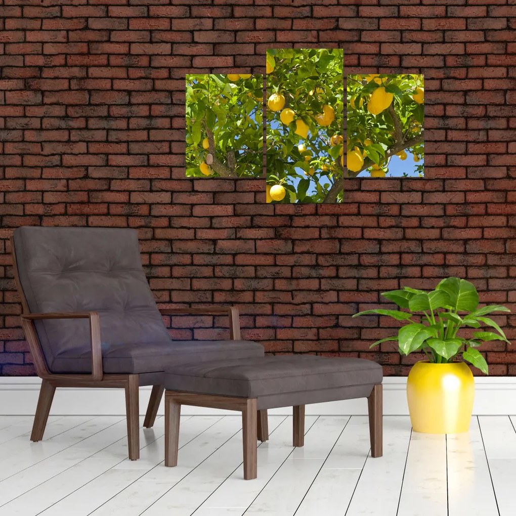 Obraz - Citrónovník (90x60 cm)