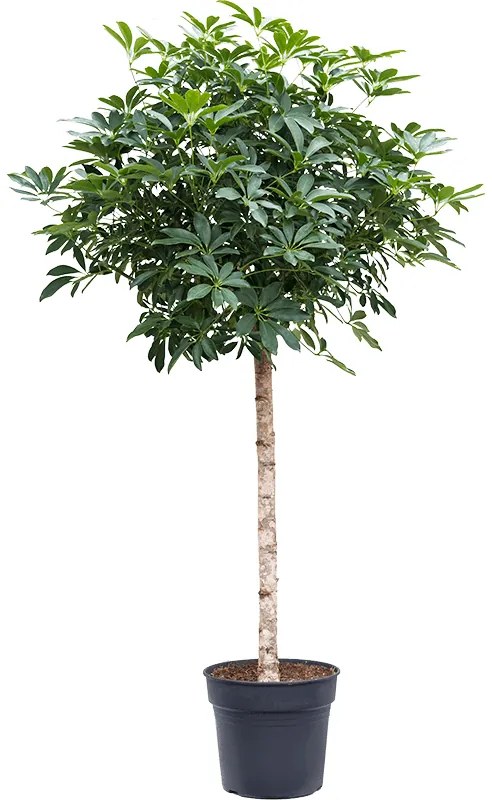 Schefflera arboricola "Compacta" Stem 34x175 cm