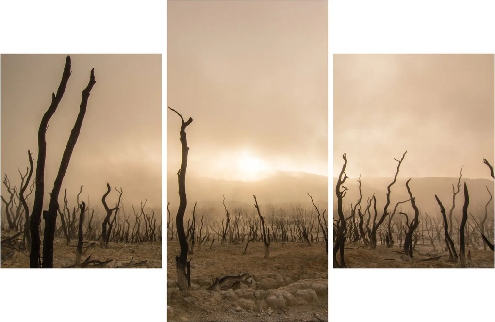 Obraz - Holé stromy (90x60 cm)