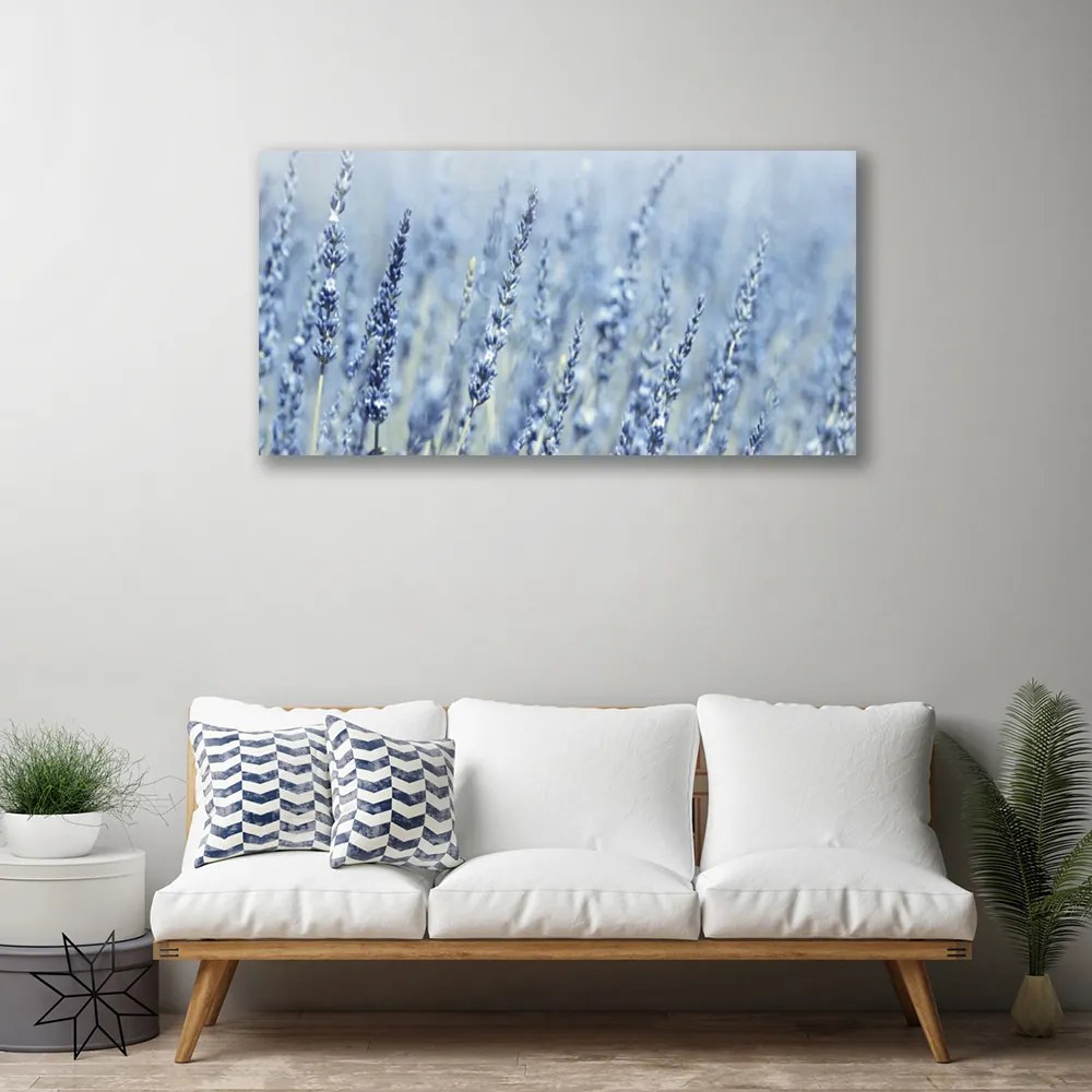 Obraz Canvas Kvety klasy lúka príroda 100x50 cm