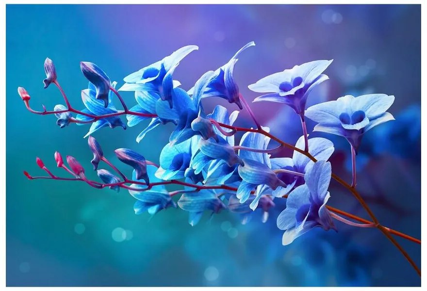 Fototapeta Vliesová Modrá orchidea 312x219 cm