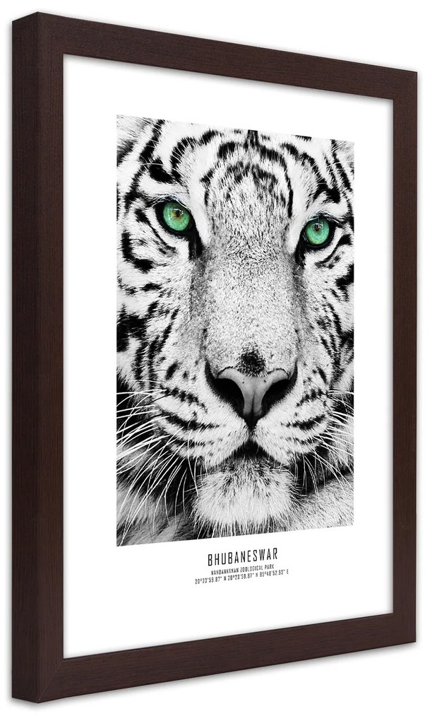 Gario Plagát Biely tiger Farba rámu: Bez rámu, Rozmery: 30 x 45 cm
