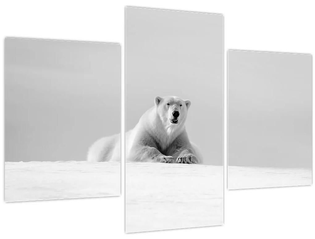Obraz - Ľadový medveď, čiernobiela (90x60 cm)
