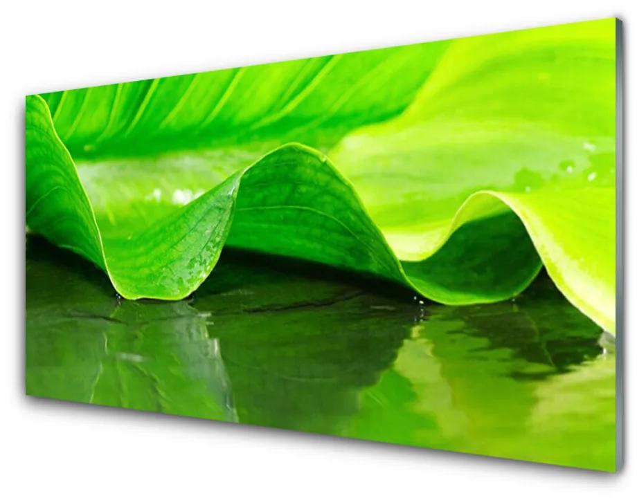 Obraz plexi List roslina příroda 100x50 cm