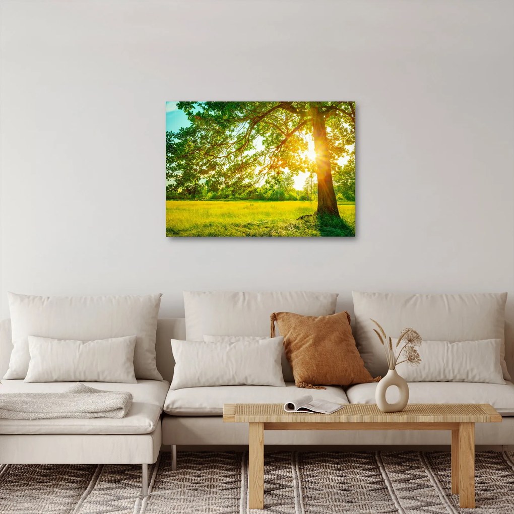 Obraz - Slnečný les (70x50 cm)