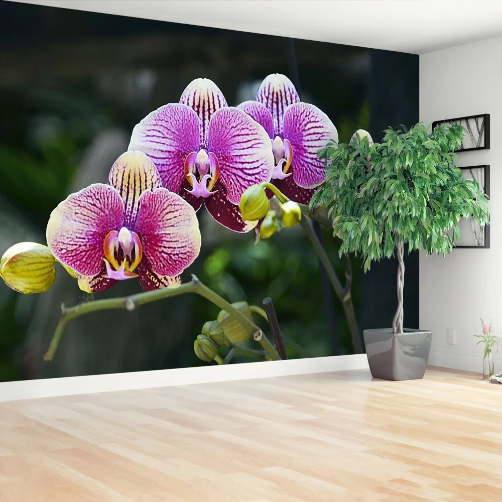 Fototapeta Vliesová Fialová orchidea 312x219 cm