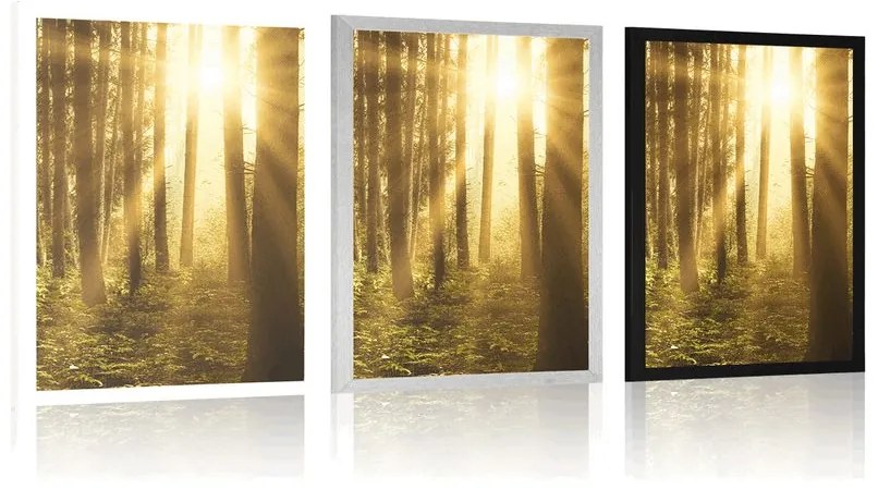 Plagát východ slnka v lese - 30x45 white