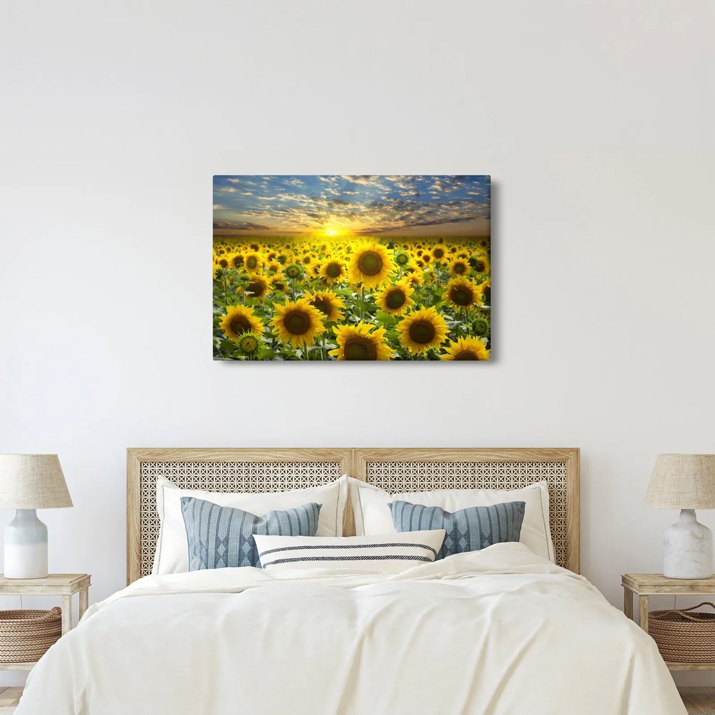 Obraz - Slnečnica pri západe slnka (90x60 cm)