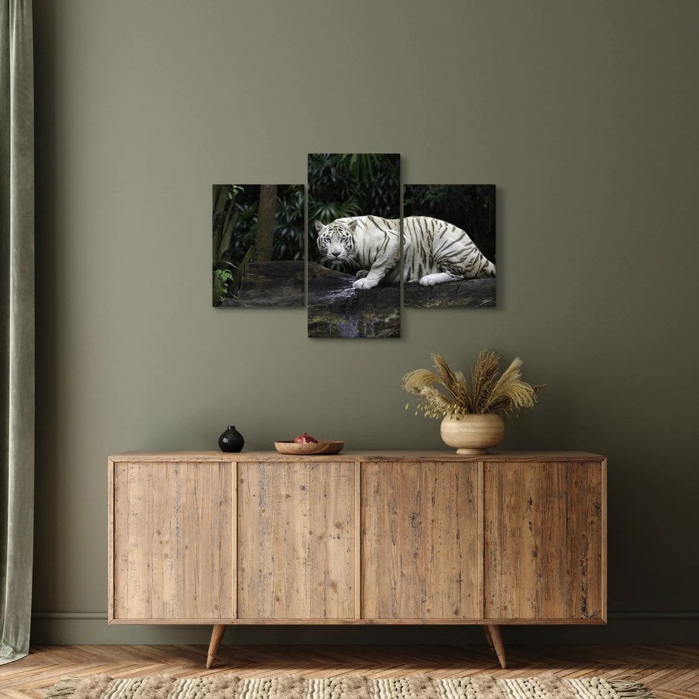Obraz - Tiger albín (90x60 cm)