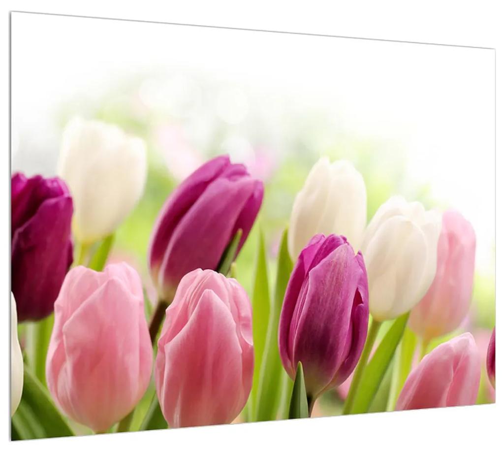 Obraz pučiacich tulipánov (70x50 cm)