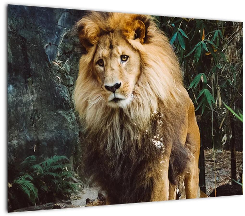 Obraz leva v prírode (70x50 cm)