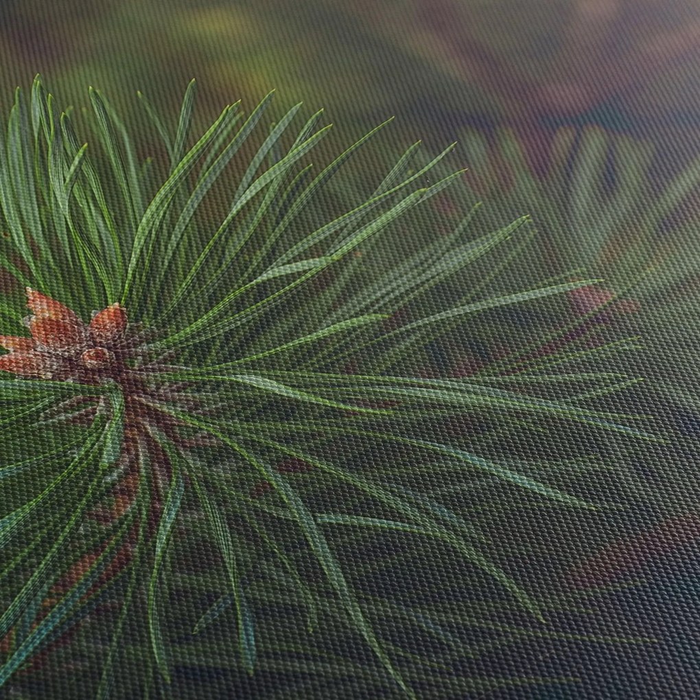 Obraz - Detail borovice (90x60 cm)
