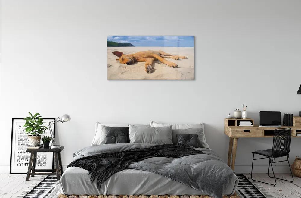 Obraz na akrylátovom skle Ležiaci pes pláž 100x50 cm