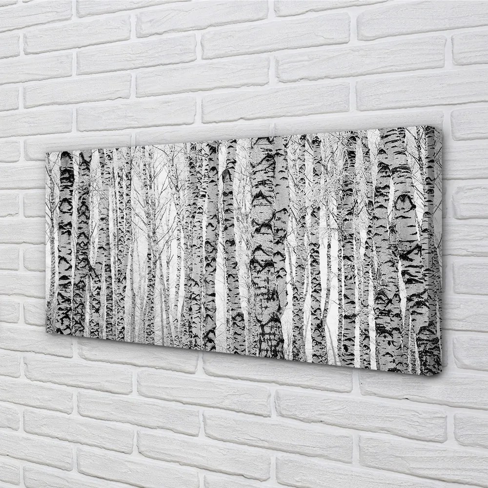 Obraz canvas Čierna a biela breza 120x60 cm