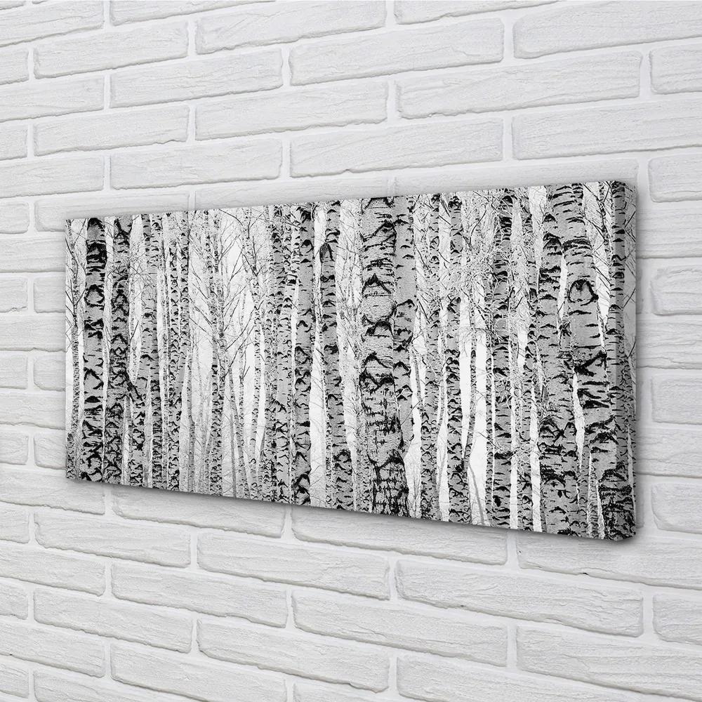 Obraz canvas Čierna a biela breza 125x50 cm