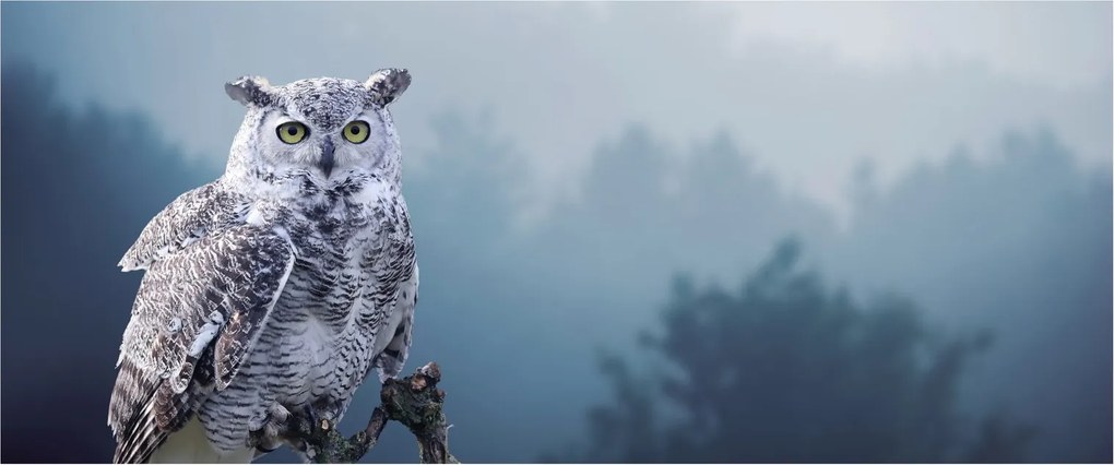 Obraz - Sova snežná (120x50 cm)