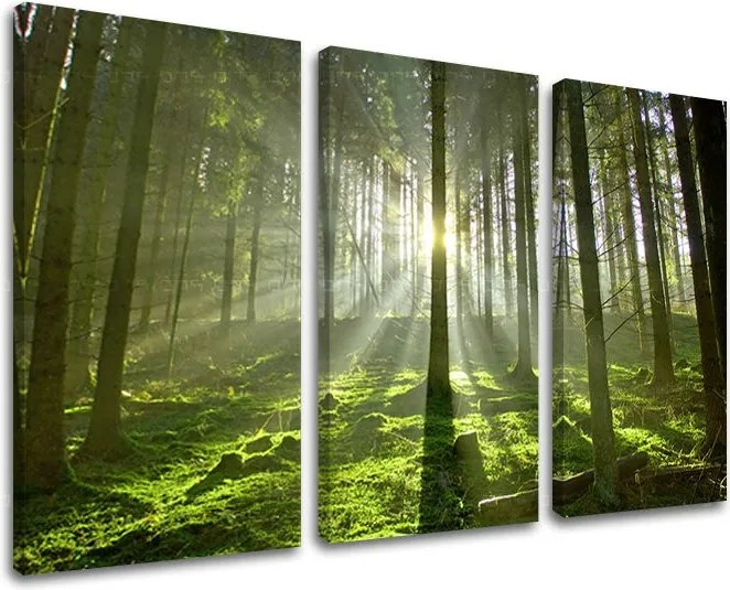 Obraz na stenu STROMY