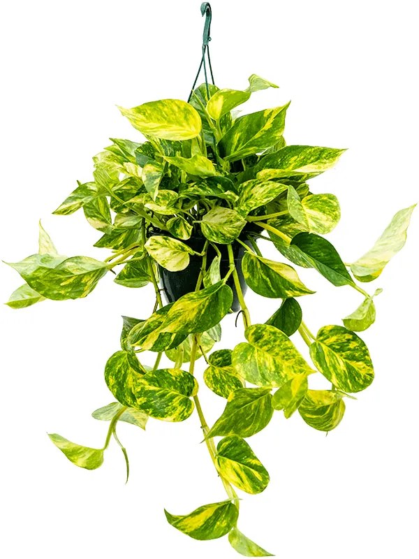 Scindapsus (Epipremnum) 'Aureum' Hanger 15x30 cm